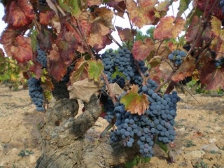 Uno de los racimos de uvas.jpg